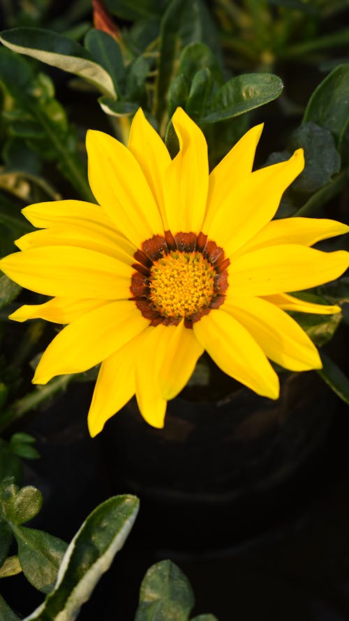 Ilmainen kuvapankkikuva tunnisteilla gazania, kasvi, keltainen