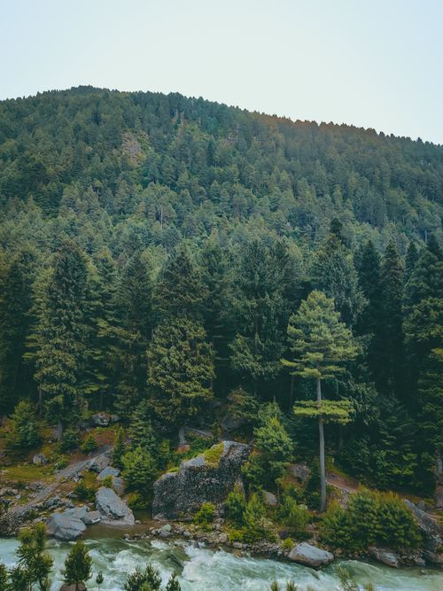 Free Scenic view of a lush green forest and a river flowing amidst rocks, capturing nature's beauty. Stock Photo