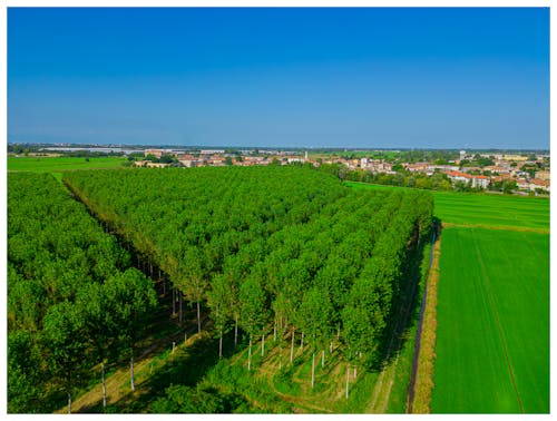 Foto profissional grátis de ambiente natural, árvores altas, campos agrícolas