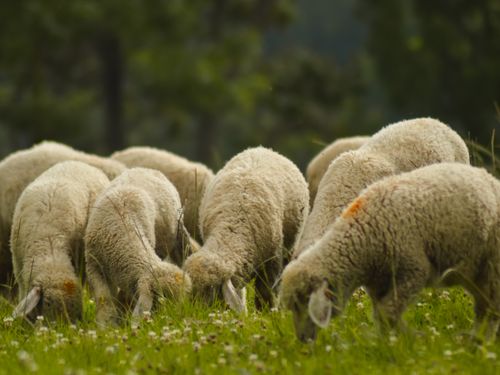 Free A peaceful scene of a flock of sheep grazing in a lush green meadow. Stock Photo