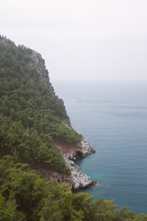 Imagine de stoc gratuită din alanyei, arbori, curcan