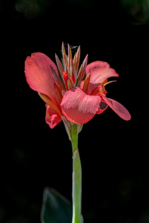 Close-up of a Pink Lily on Black Background 