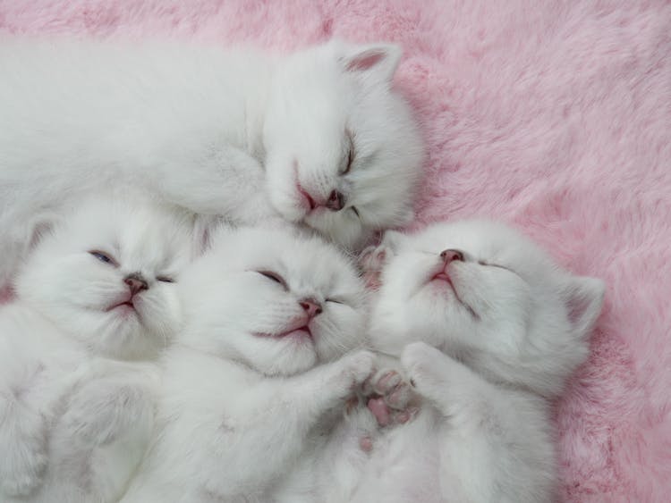 White Kittens Lying Down And Sleeping