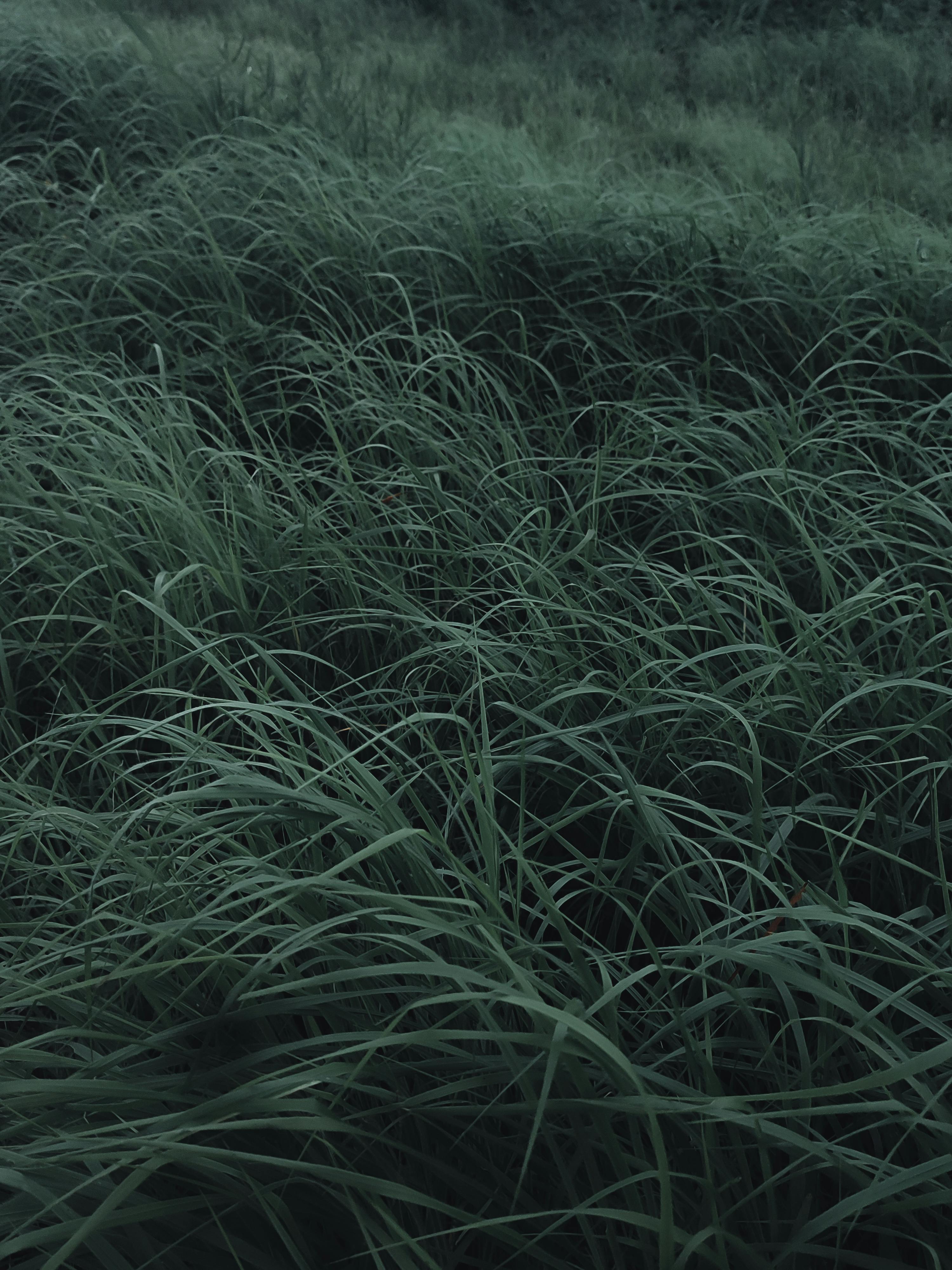 Grass 4K wallpaper