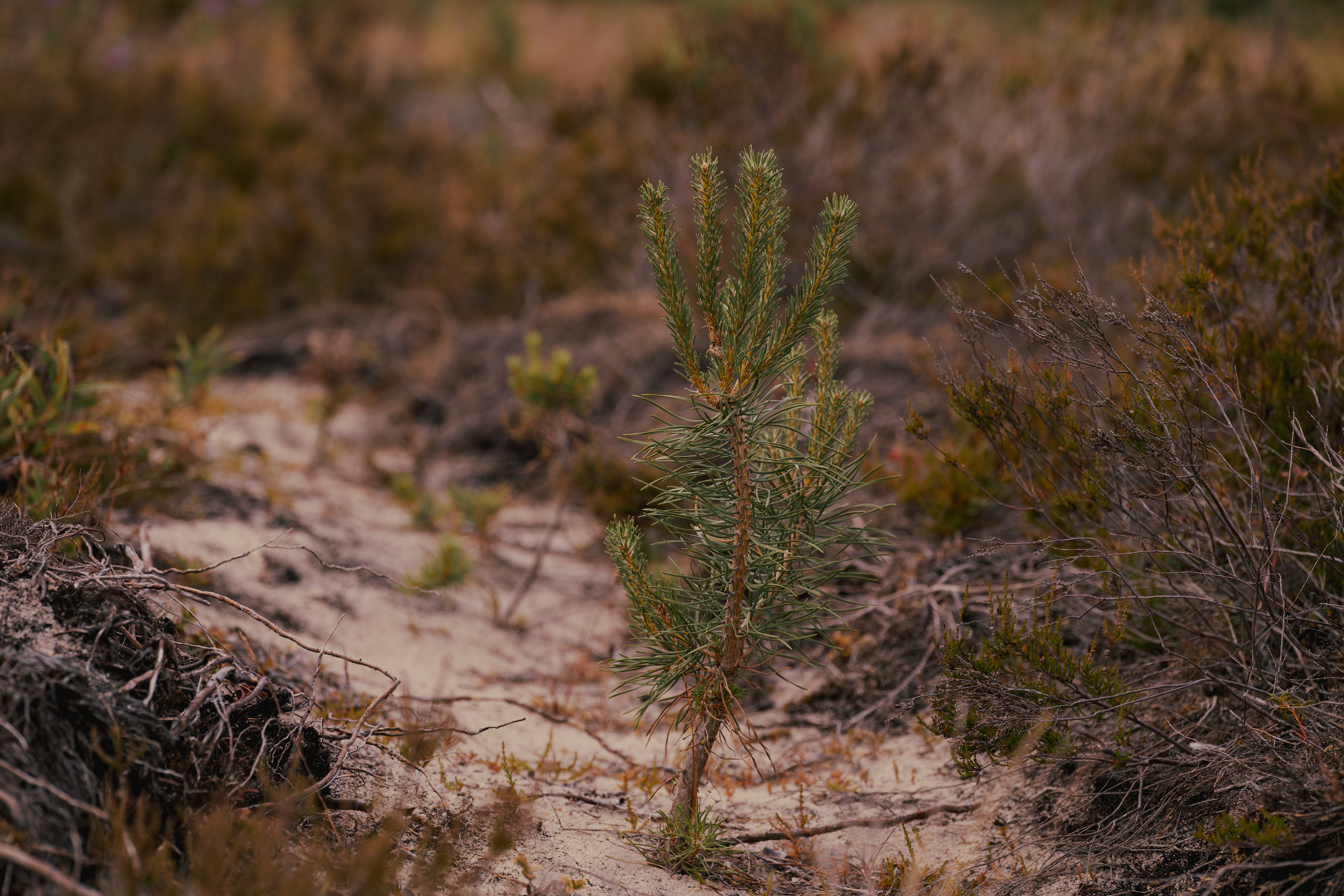 Transforming the Landscape: Adapting to a New Environment