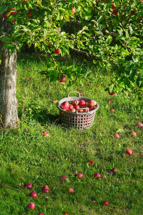 Darmowe zdjęcie z galerii z drzewo, jabłka, kosz