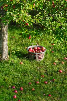 Basket of red apples under a tree in a sunlit orchard in Pforzheim.