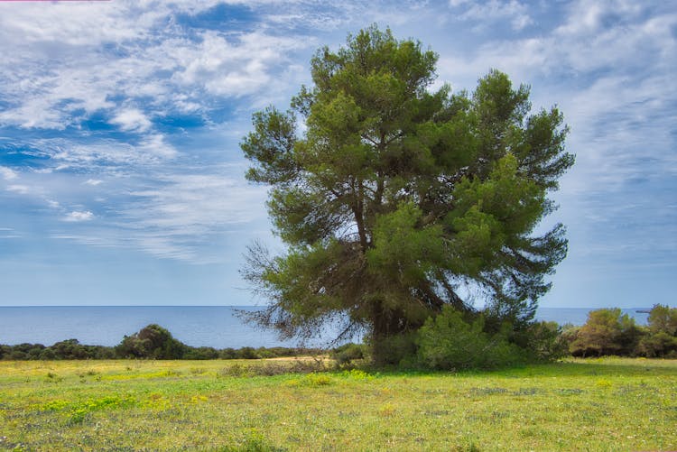 Single Tree On Grassland On Sea Coast