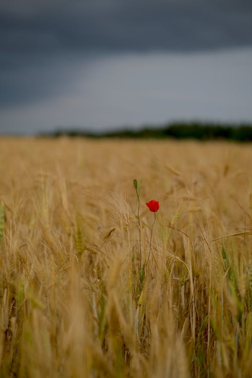 垂直拍攝, 夏天, 小麥 的 免費圖庫相片