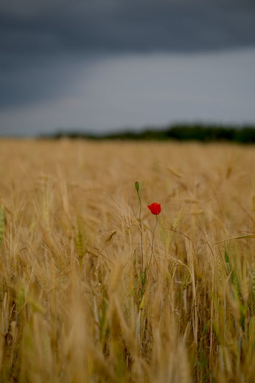 A Single Poppy Flower on a Crop 