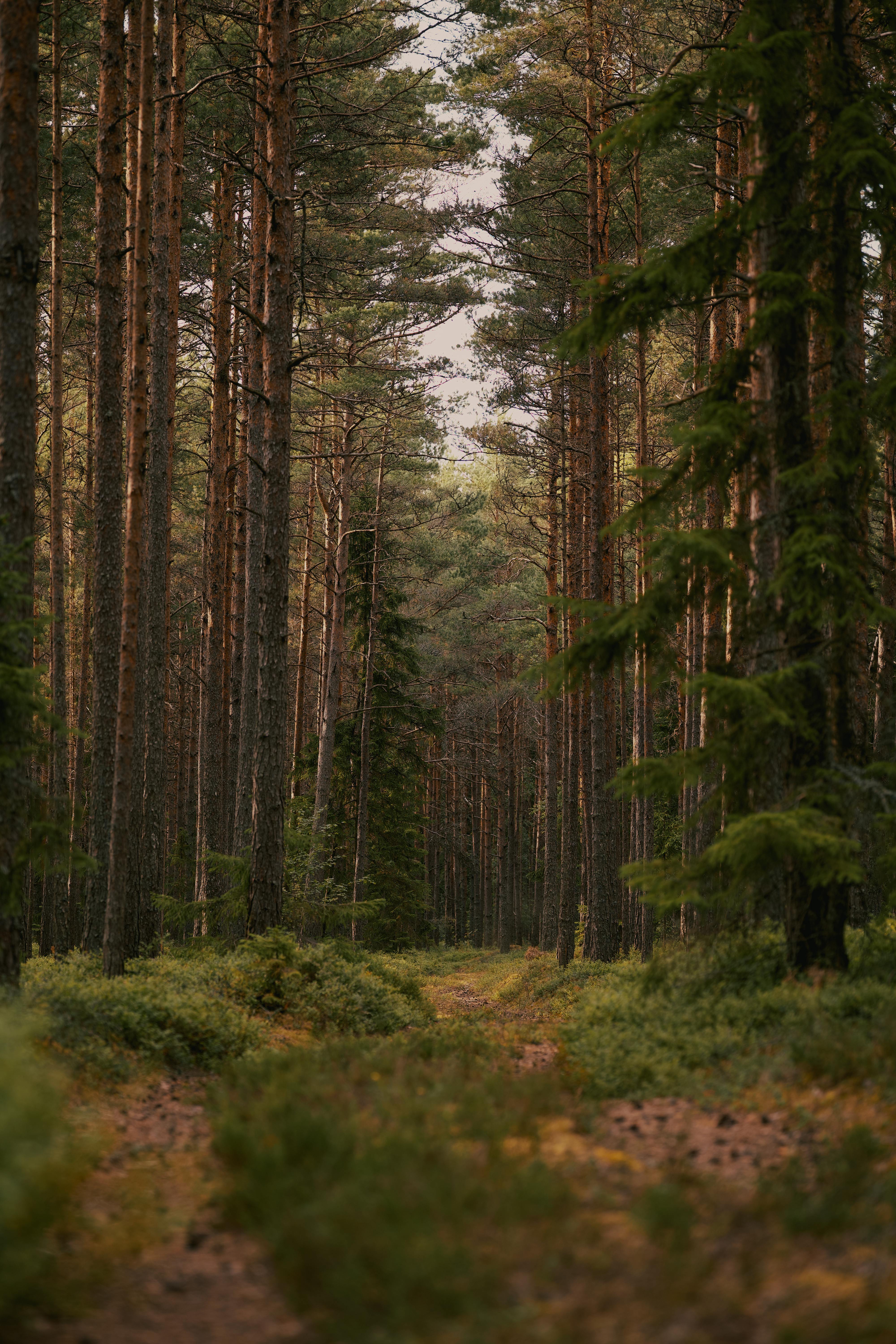 Vertical shot of a tranquil path surrounded by tall pines and lush greenery in a peaceful forest setting.
