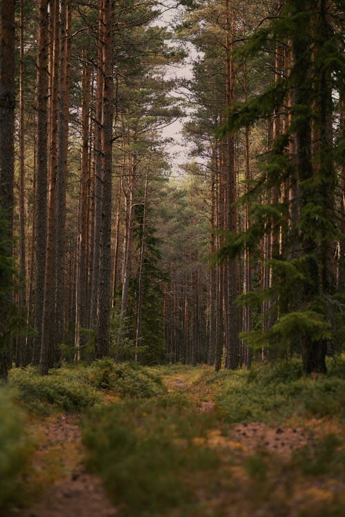 View of a Pathway between Trees in a Forest