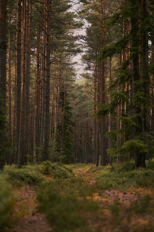 Free Vertical shot of a tranquil path surrounded by tall pines and lush greenery in a peaceful forest setting. Stock Photo