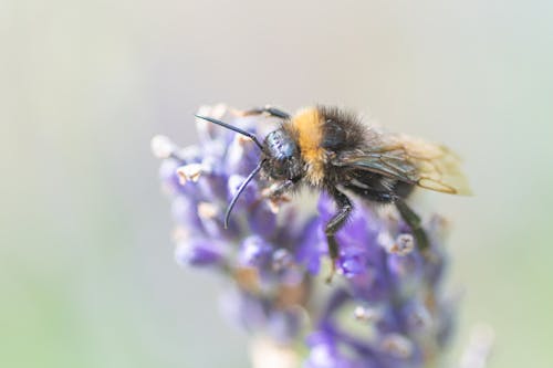 Δωρεάν στοκ φωτογραφιών με επιλεκτική εστίαση, λουλούδι, μέλισσα