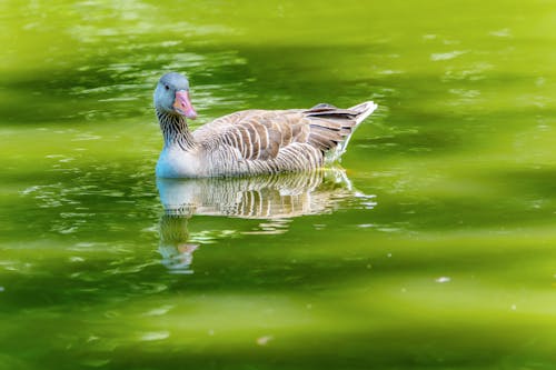 Immagine gratuita di acqua, anatra, focus selettivo