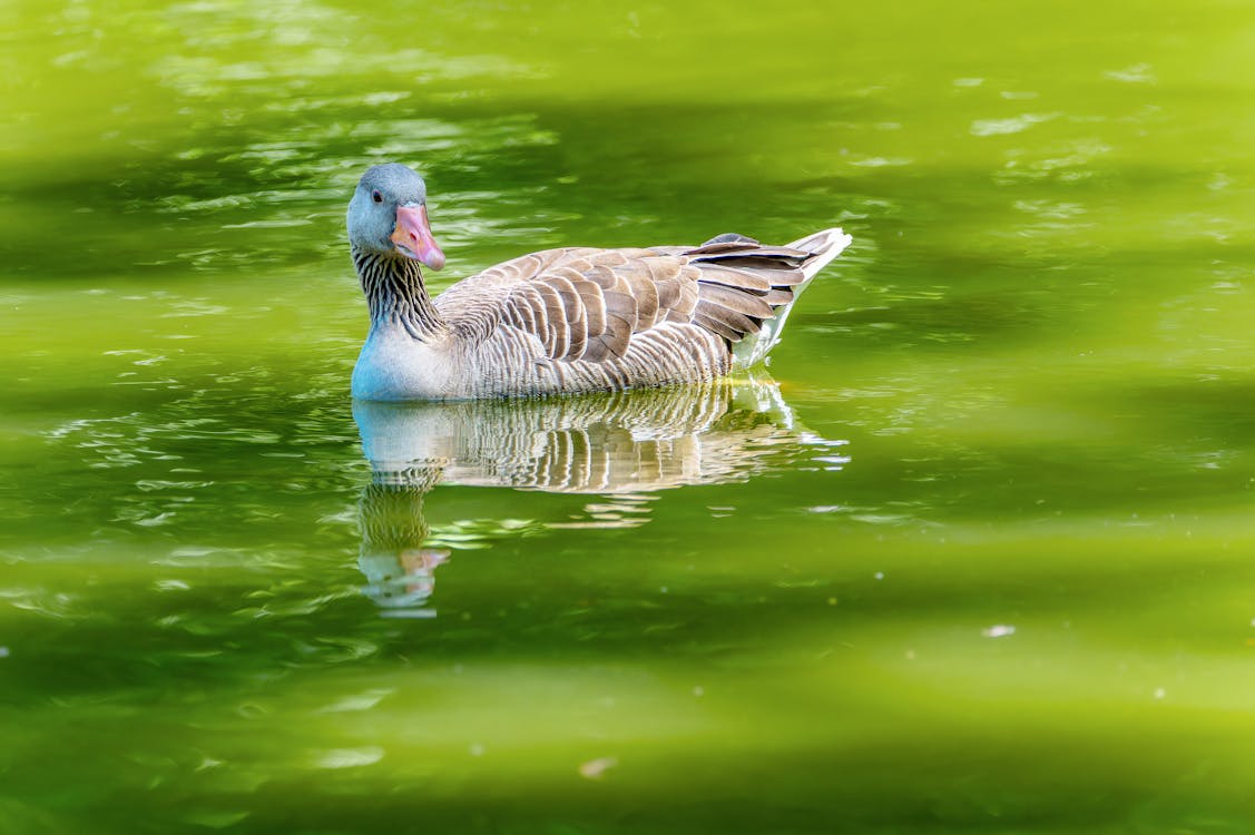 Duck in Nature