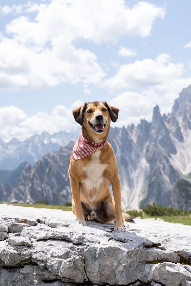 Dog Sitting On Rocks