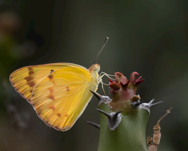 Yellow Butterfly On Plant With Spikes