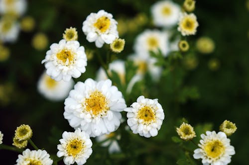 คลังภาพถ่ายฟรี ของ feverfew, กลีบดอก, ขาว