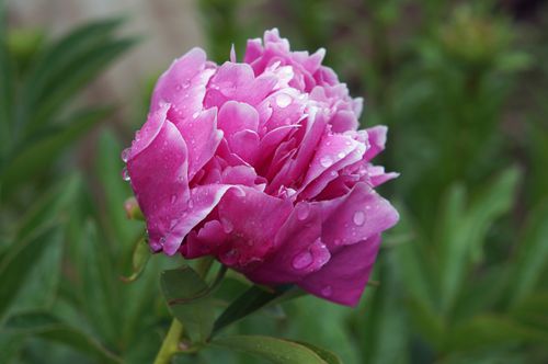 Free A close-up of a vibrant pink peony flower with fresh dew drops, showcasing natural beauty. Stock Photo