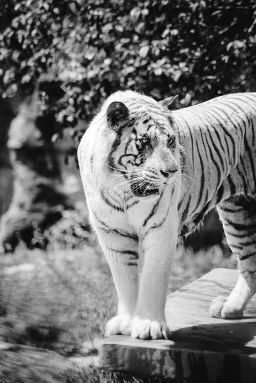 Free Stunning black and white image capturing a majestic white tiger in a natural setting. Stock Photo