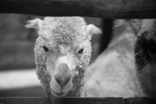 Photos gratuites de lama, noir et blanc, photographie animalière