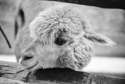 Foto stok gratis fotografi binatang, hitam & putih, llama
