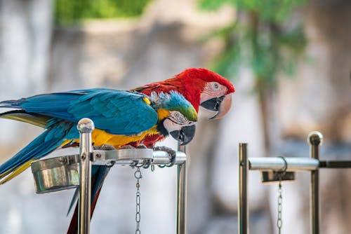 Close up of Colorful Parrots