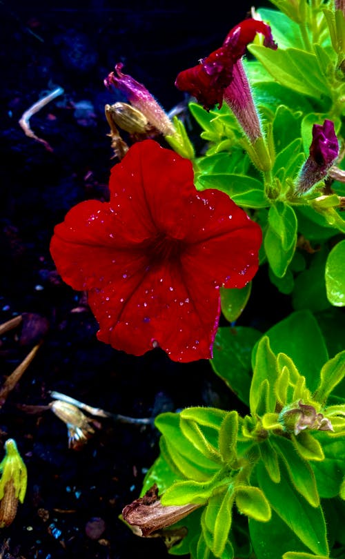 Foto profissional grátis de flor, flor vermelha, flores vermelhas