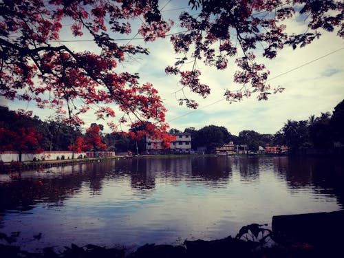 Foto d'estoc gratuïta de flor de primavera, paisatge