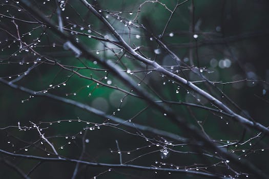 Close-up of bare branches with dew drops, creating a peaceful and cool mood in a forest setting.