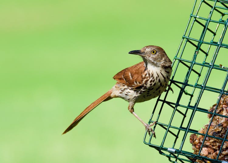 Brown Thrasher Perching On Birdfeeder 