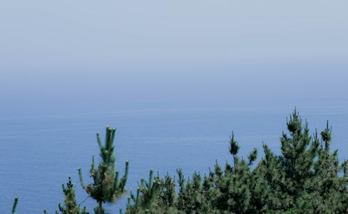 Gratis lagerfoto af hav, havudsigt, nåletræer