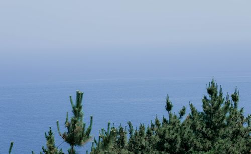 Free Serene sea view with treetops in Weihai, Shandong, China, under a clear summer sky. Stock Photo