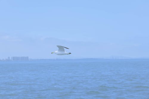 Seagull Flying over Open Water