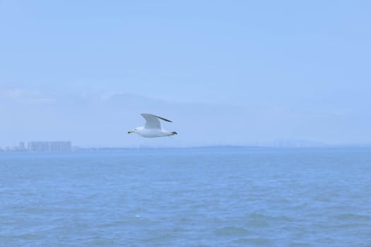 A seagull gracefully flying over the sea in Weihai, Shandong Province, China.