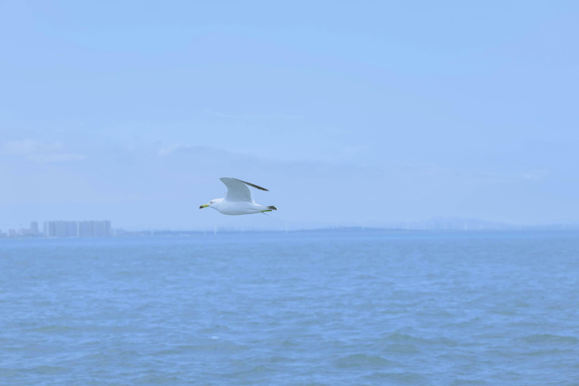 A seagull gracefully flying over the sea in Weihai, Shandong Province, China.