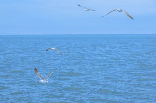 Seagulls Flying over Open Water