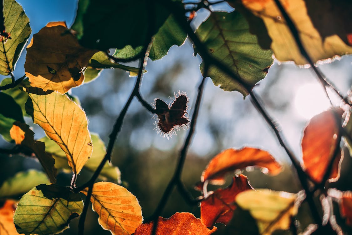 Free stock photo of colors, green, orange