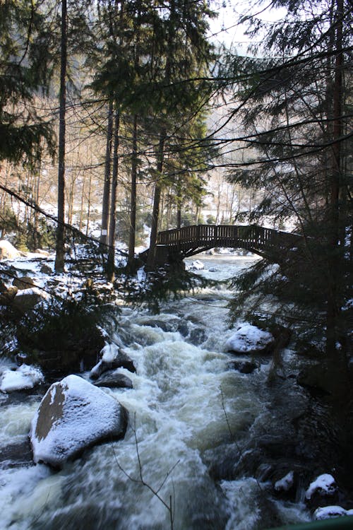 Ilmainen kuvapankkikuva tunnisteilla flunssa, havupuut, joki