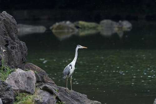 動物攝影, 岩石, 河 的 免费素材图片