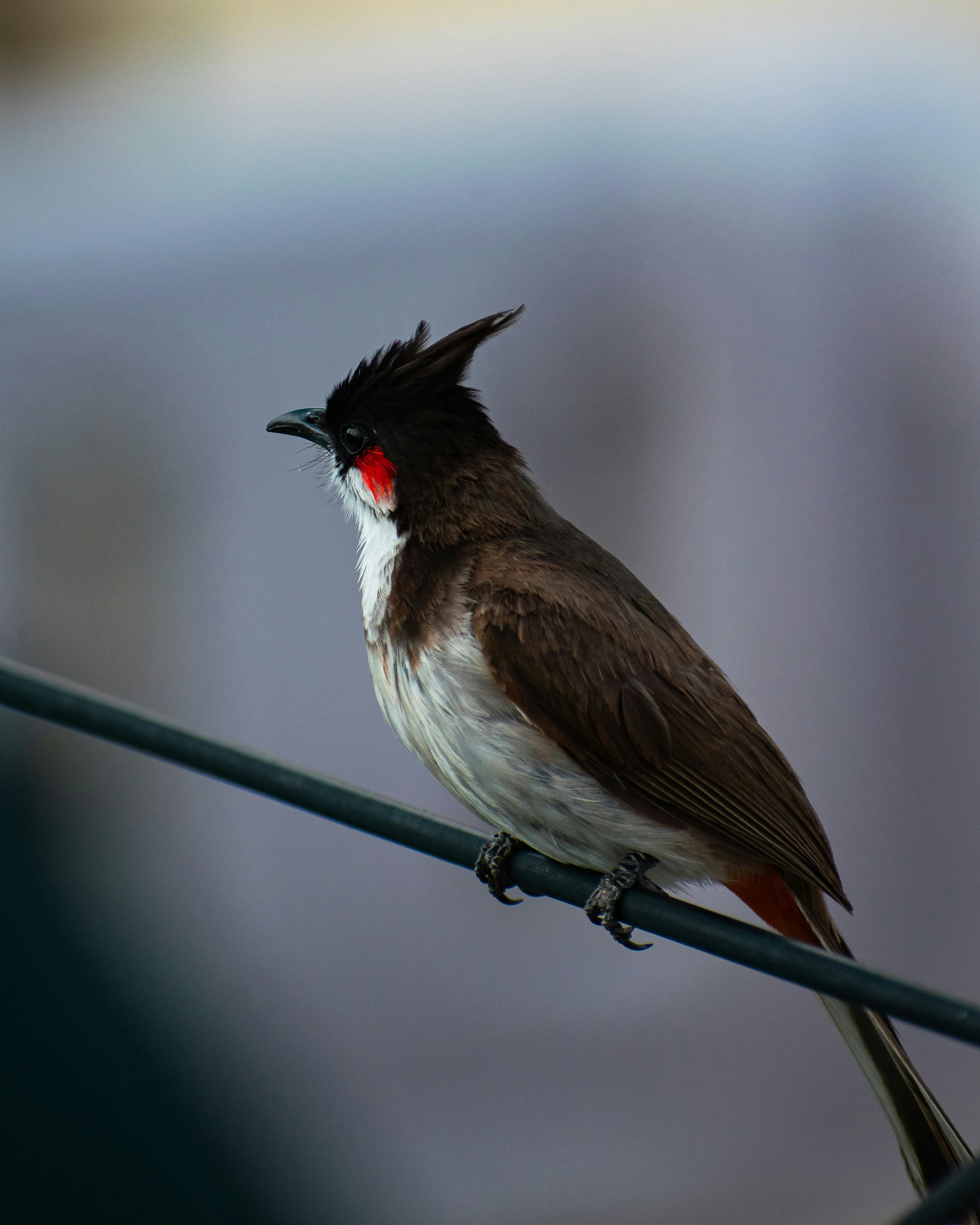 Black Bulbul bird - backiee