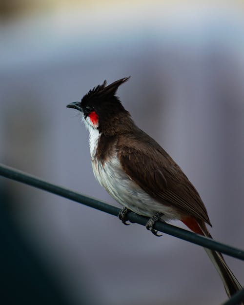 Foto profissional grátis de ave, bulbul, cabo