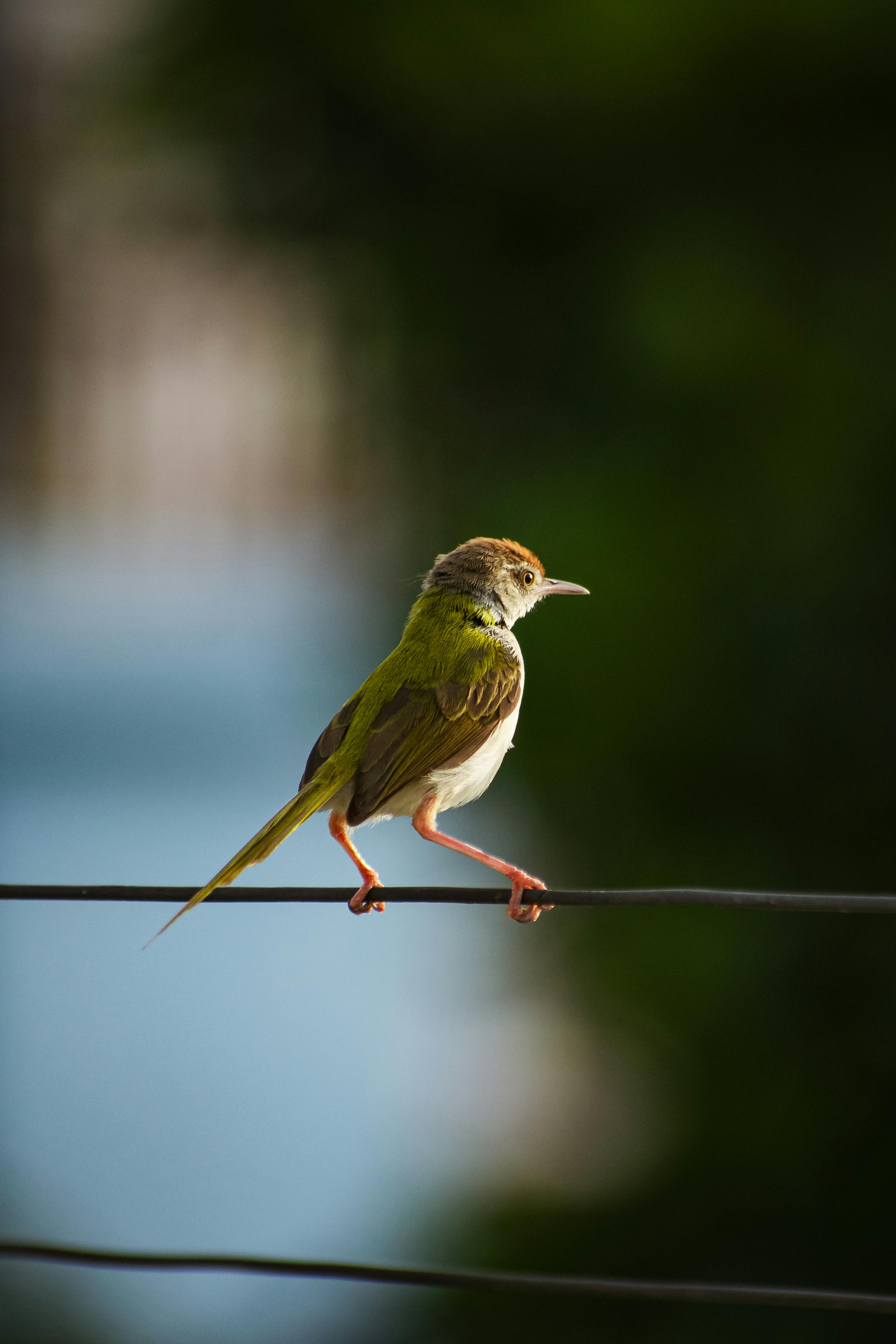 Common Tailorbird Perching on Wire · Free Stock Photo