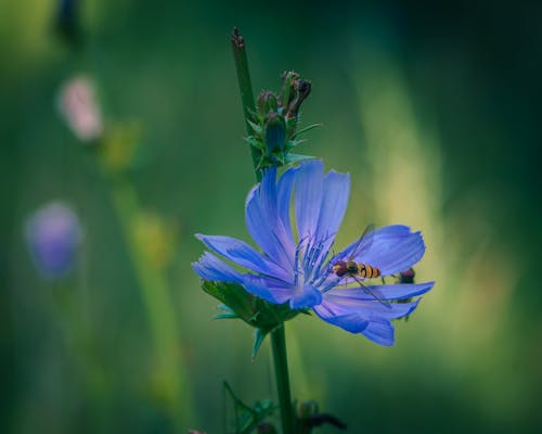 bezplatná Základová fotografie zdarma na téma hmyz, modrá kytka, opylování Základová fotografie