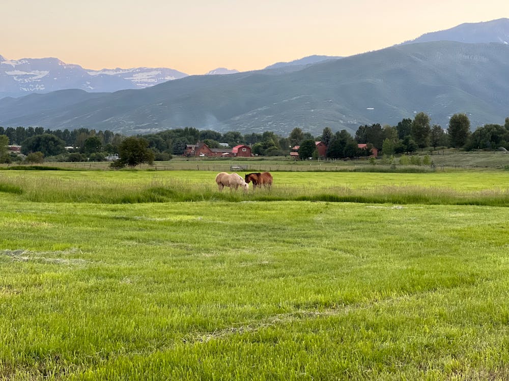 Ingyenes stockfotó festői kilátás, hegy, lovak témában