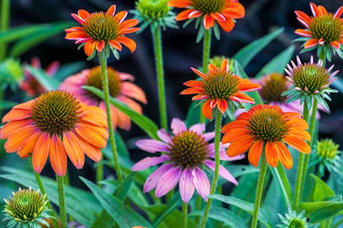 Gratis lagerfoto af appelsin, baggrund, blomster