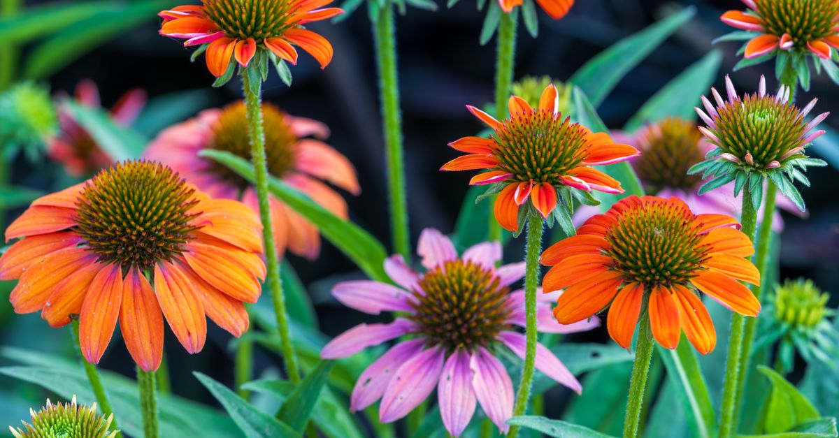 Todo sobre las flores autóctonas: beneficios y elección