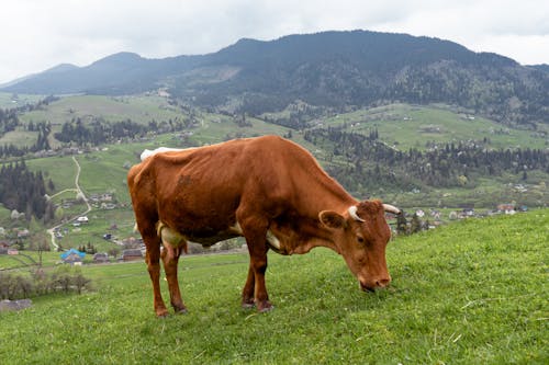 Cow on Pasture