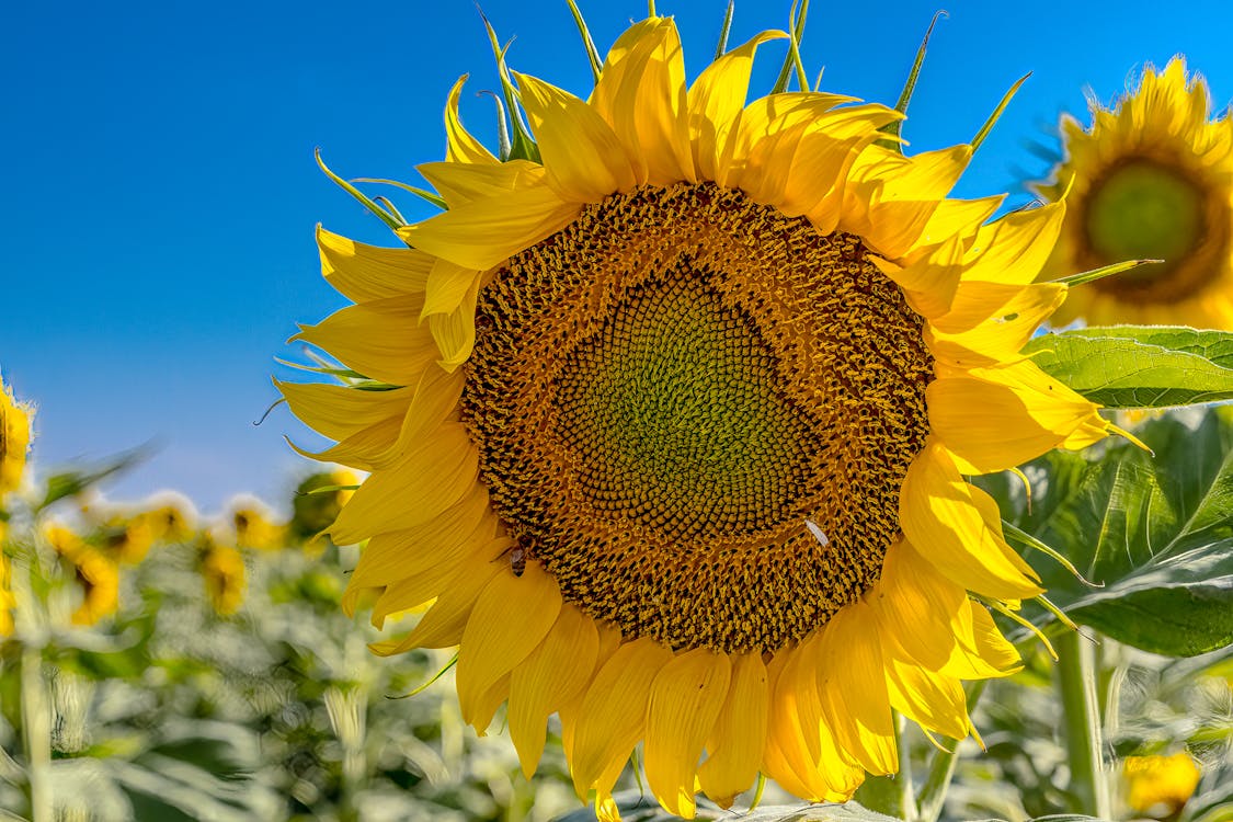 Foto profissional grátis de amarelo, fechar-se, flor